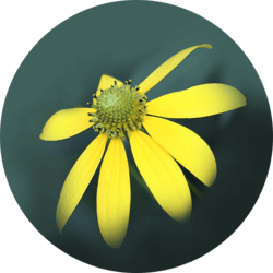 Arnica_250x250 Arnica