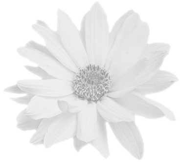 ArnicaOnWhite